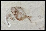 Fossil Fish (Diplomystus) - Hakel, Lebanon #70439-1